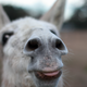 A donkey sticks out its tongue at the camera.